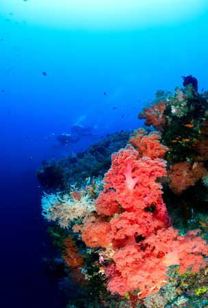 SCUBA divers and colorful soft corals on a deep tropical reef wallの写真素材