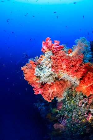 Colorful pink and orange soft corals on a deep coral reef wallの写真素材