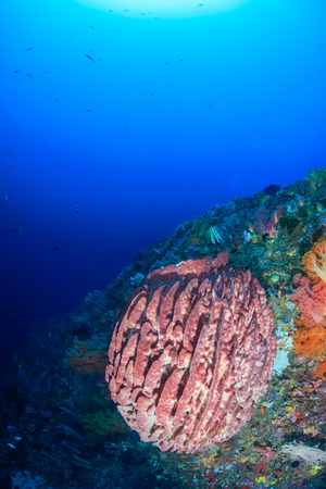 Large barrel sponge on a deep, tropical coral reefの写真素材