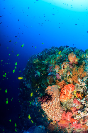 Tropical fish, soft corals and sponges on a deep tropical reefの写真素材