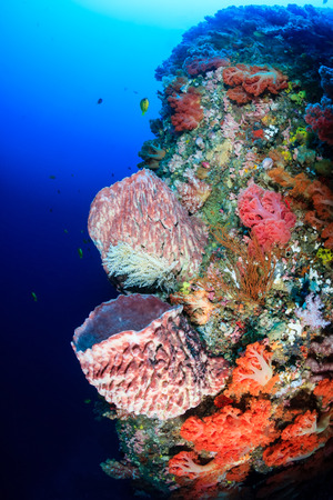 Vivid,colorful corals and spones on an underwater tropical reefの写真素材