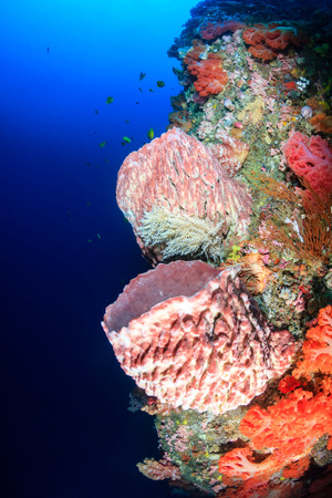 Brightly colored soft corals and sponges on a healthy tropical coral reef wallの写真素材