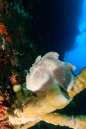 Giant Frogfish on a tube sponge in deep oceanの写真素材
