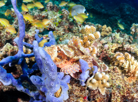 A well hidden Scorpionfish on a tropical coral reefの写真素材