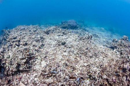 Environmental Damage - Global warming, ocean acidification and human impact are having a devastating effect on the planets' coral reef systemsの写真素材