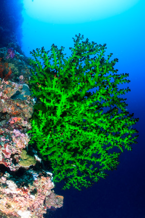 Vivid green soft coral on a tropical reef wall in deep waterの写真素材