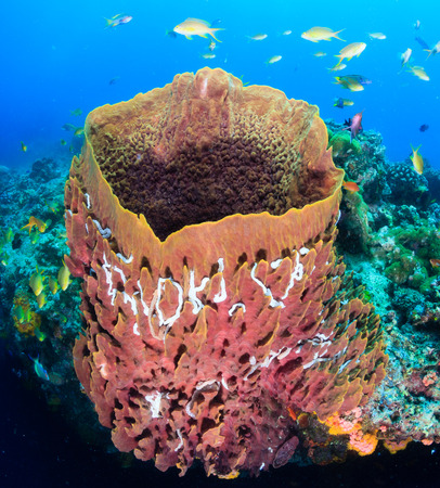 Tropical fish swarm around a large barrel sponge on a coral reefの写真素材