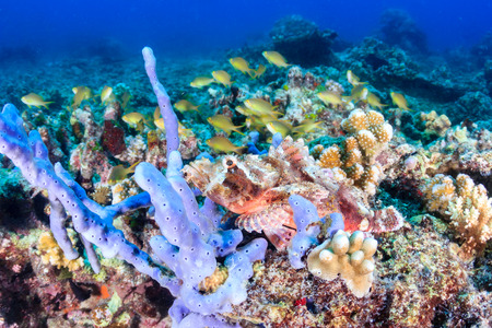 Scorpionfish well hidden on a tropical coral reefの写真素材