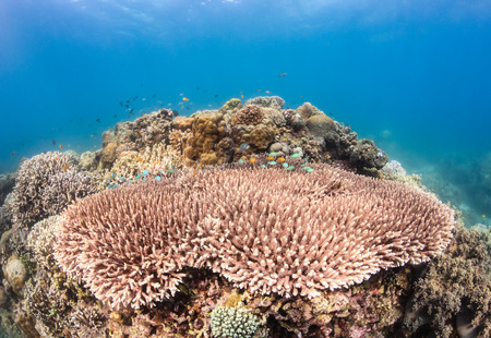 Table corals and small reef fish on a tropical reefの写真素材