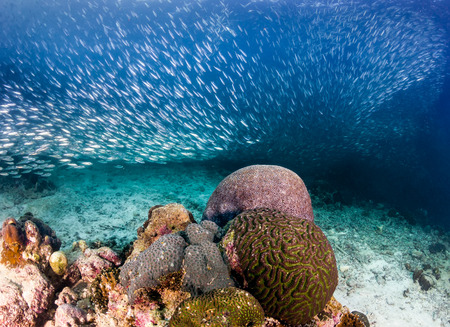 A school of Sardines swims over a tropical coral reefの写真素材