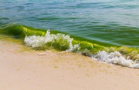 A thick green algae bloom in the ocean near a tropical sandy beachの写真素材