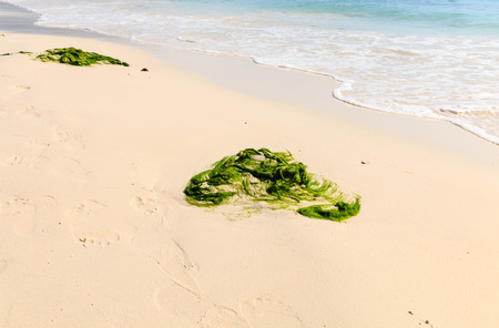 Seaweed on a tropical beachの写真素材