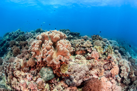 Hard and soft corals on a tropical coral reefの写真素材