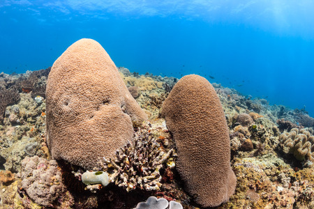 Fingers of coral on a shallow, tropical coral reef with sunraysの写真素材