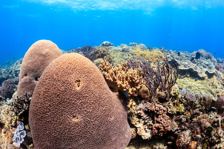 Hard and soft corals on a tropical coral reefの写真素材