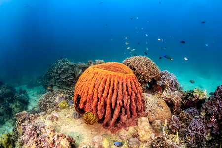 Tropical fish and a barrel sponge on a shallow, tropical reefの写真素材
