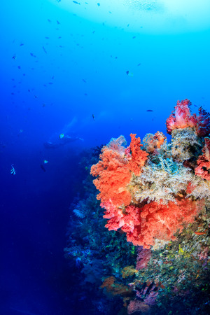 SCUBA divers in silhouette next to colorful pink and orange soft corals on a deep tropical reefの写真素材