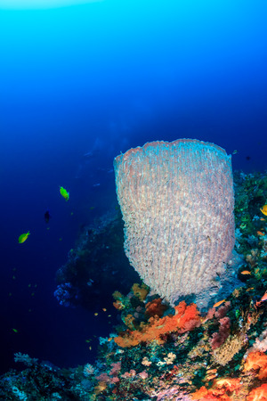 Sponges and colorful soft corals on a deep tropical underwater reefの写真素材