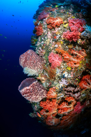 Beautiful soft corals and sponges on a deep,colorful underwater wallの写真素材