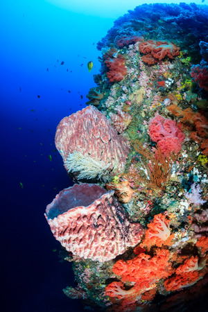 Vivid,colorful corals and spones on an underwater tropical reefの写真素材