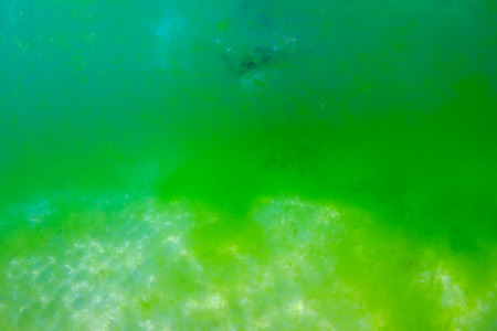 A swimmer floats above a green algal bloom in a tropical oceanの写真素材