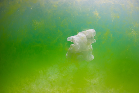 A plastic bag floats amongst a mess of green algae underwater   Manmade pollution and global warming are increasing the frequency of algal blooms in the oceansの写真素材