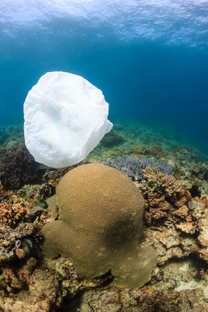 A dumped plastic bag drifts over corals on a tropical reefの写真素材