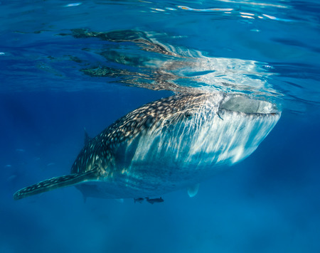 Whale shark with attached Remora feeding at the surfaceの写真素材