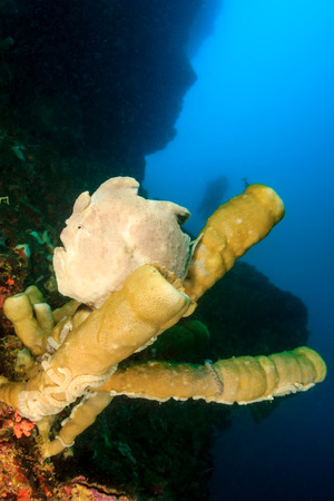 Large frogfish on a sponge on a deep water reef wallの写真素材