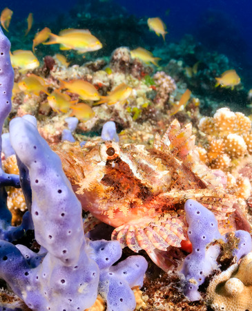 Well camouflaged Scorpion Fish on a tropical coral reefの写真素材