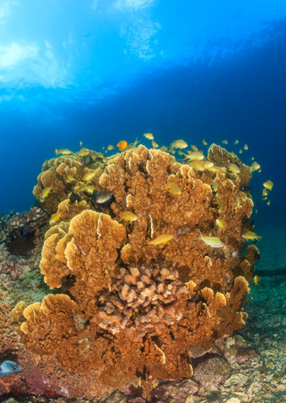 Anthias swim around a hard coral on a tropical reefの写真素材