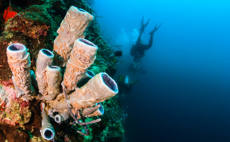 SCUBA divers swim past a tube sponge on a reef wallの写真素材