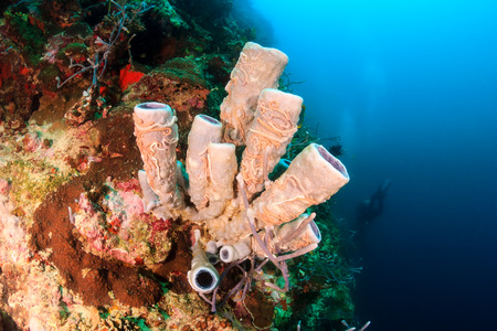 Tube sponge on a tropical coral reef wallの写真素材
