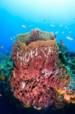 Tropical fish swarm around a large barrel sponge on a coral reefの写真素材