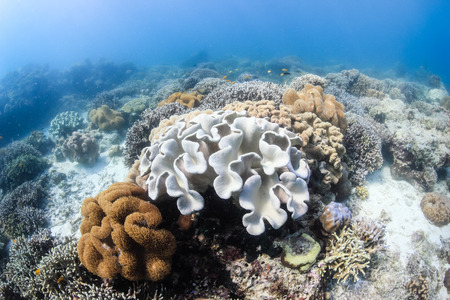 Soft corals in shallow waterの写真素材