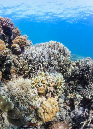 Hard corals on a tropical reefの写真素材