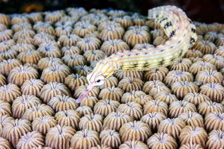 A tiny Pipefish swims over a hard coral on a tropical reefの写真素材