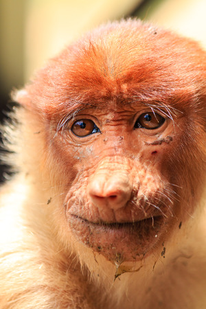 Muddy Proboscis Monkey in Borneoの写真素材
