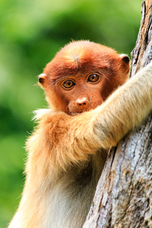 A Baby Proboscis Monkey clings to a treeの写真素材