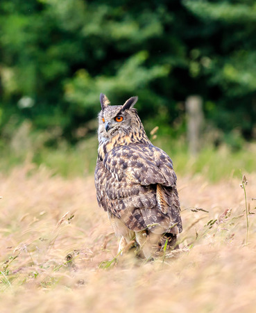 Eagle Owl perched in a long grassy meadowの写真素材