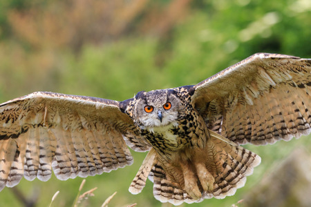 Eagle owl flies low over a fieldの写真素材