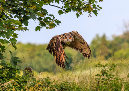 An Eagle Owl flies low over a hedgerow in a rural areaの写真素材