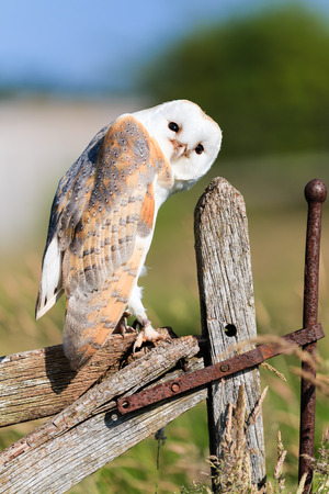 Barl owl looks curiously from an old wooden fenceの写真素材