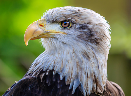 Close up of a Bald Eagle headの写真素材
