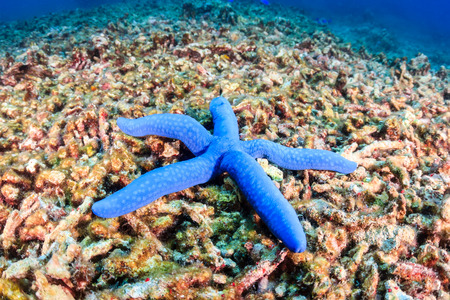 A single starfish sites on a destroyed coral reef   Global warming and illegal dynamite fishing are having a huge negative effect on coral reefsの写真素材