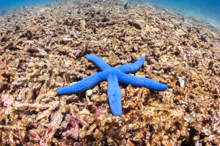 Single starfish on a destroyed, lifeless coral reefの写真素材