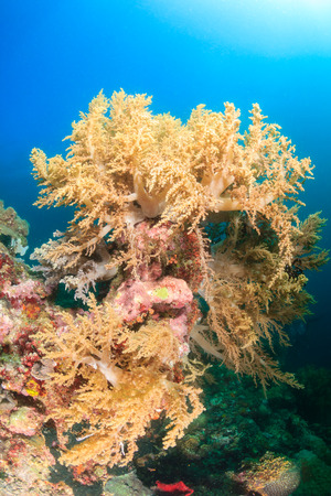 Soft corals on a healthy tropical coral reefの写真素材