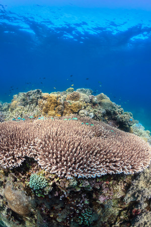 Acropora and fish on a healthy tropical coral reefの写真素材