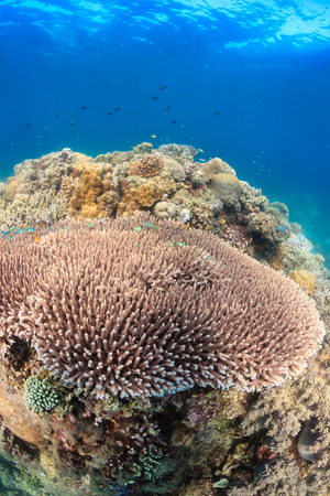 Table corals and tropical fish on a reefの写真素材
