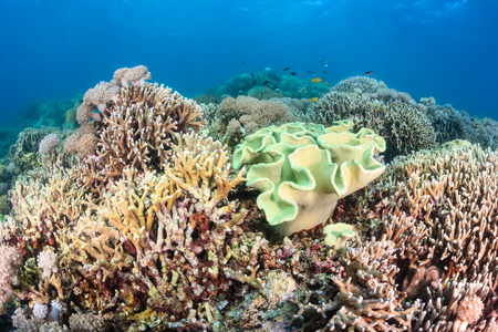 Hard corals and tropical fish around a healthy coral reefの写真素材